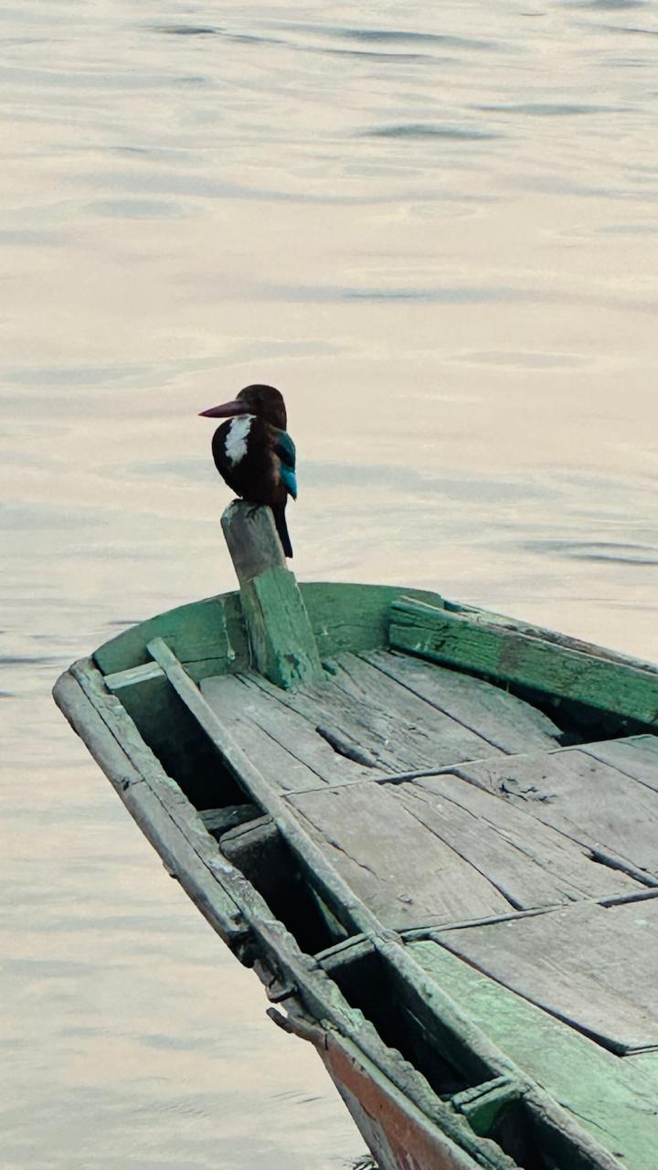 Traditional boat ride on the Ganges River Boat with bird on the Ganges
